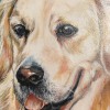 'Sissi' - Acryl - 50 x 30 cm - Annemarie Seidel - artelier41